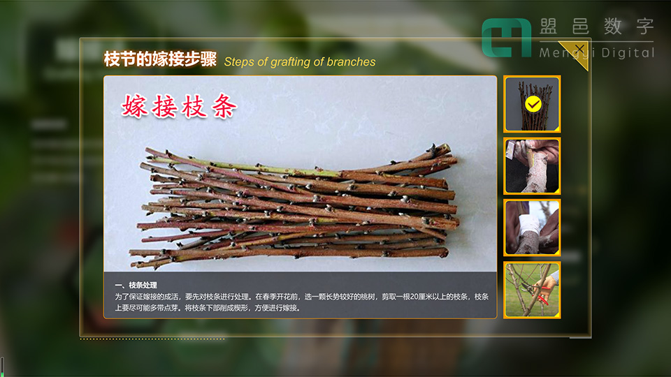阳山 新沂水蜜桃 触摸查询屏桃树繁殖方式